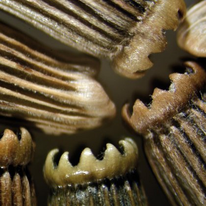 Drapacz lekarski (Cnicus benedictus L.), M. Jakubowski