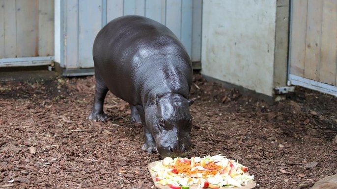 Nowe zwierzęta w ZOO Nowe zwierzęta w ZOO