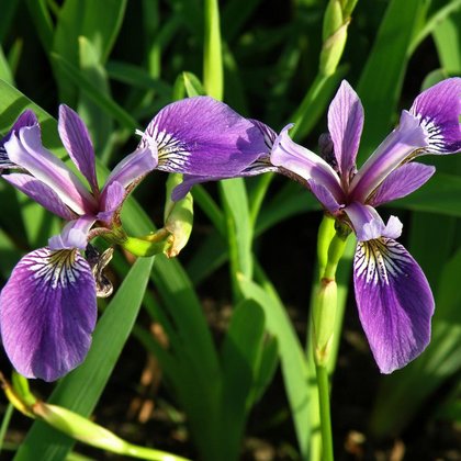 Kosaciec różnobarwny (Iris versicolor L.) , K. Biadasiewicz