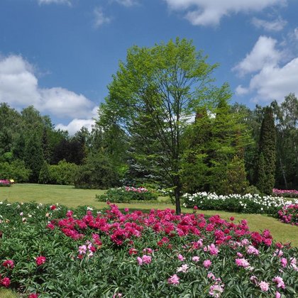 Kolekcja piwonii (Paeonia) , M. Jakubowski