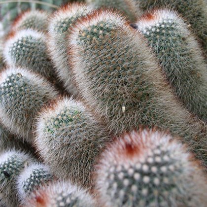 Mammillaria spinosissima var. Rubra, Marcin Garbaczewski