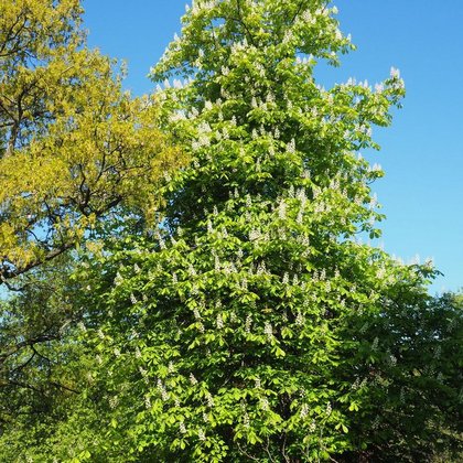 Kasztanowiec biały (Aesculus hippocastanum L.)