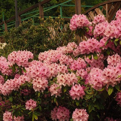 Różanecznik 'Goeteborg' (Rhododendron 'Goeteborg')