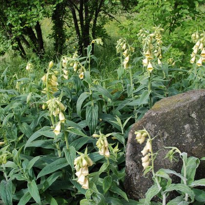 Naparstnica zwyczajna (Digitalis grandiflora Mill.)