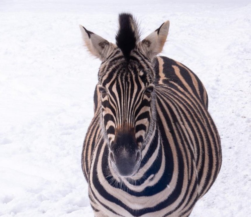 Zebra z Łódzkiego ZOO