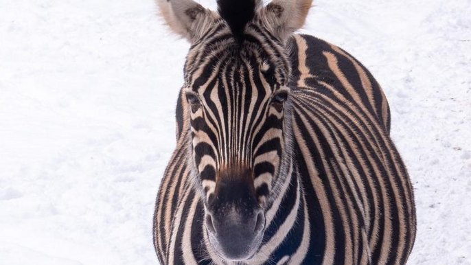 Zebra z Łódzkiego ZOO Zebra z Łódzkiego ZOO