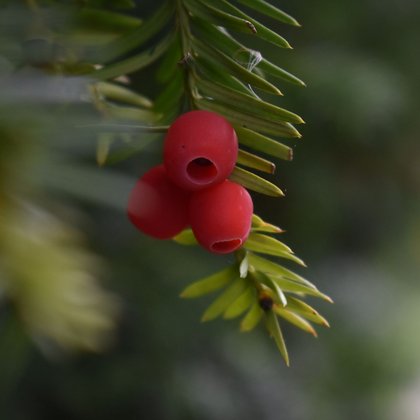 Cis pospolity (Taxus baccata L.) fot. A. Bednarek-Reszka