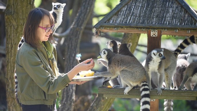 Imieniny lemura Juliana Imieniny lemura Juliana - fot. Paweł Łacheta / UMŁ