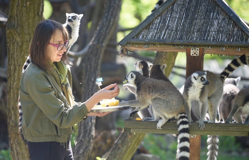 Imieniny lemura Juliana fot. Paweł Łacheta / UMŁ