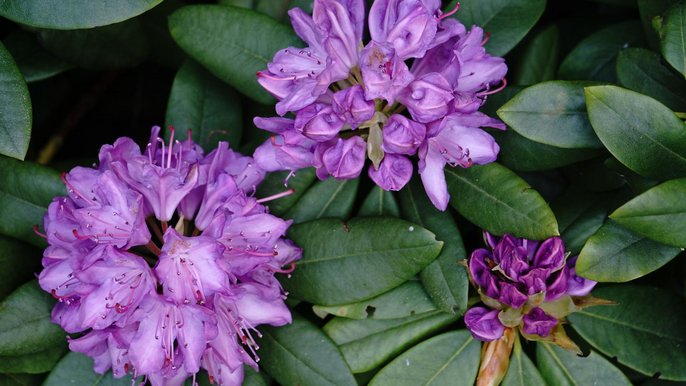 Rododendrony Rododendrony - fot.Kamila Kolasińska