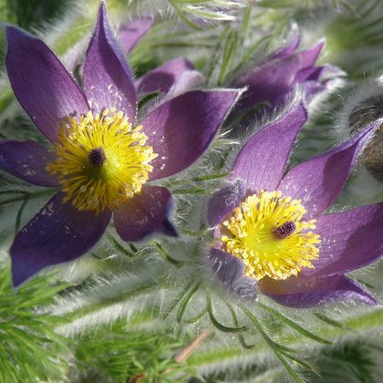 Sasanka zwyczajna (Pulsatilla vulgaris Mill.) , K. Biadasiewicz