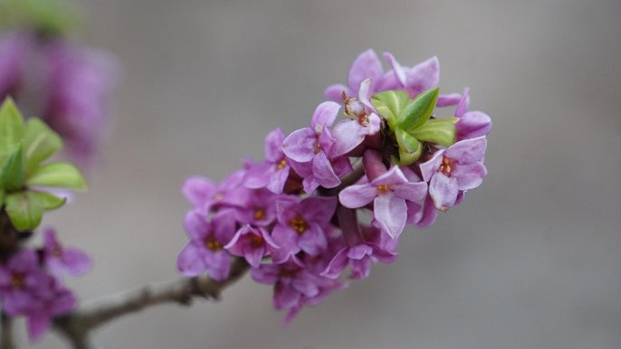 - Wawrzynek wilcze łyko (Daphne mezereum) fot. K.Kolasińska