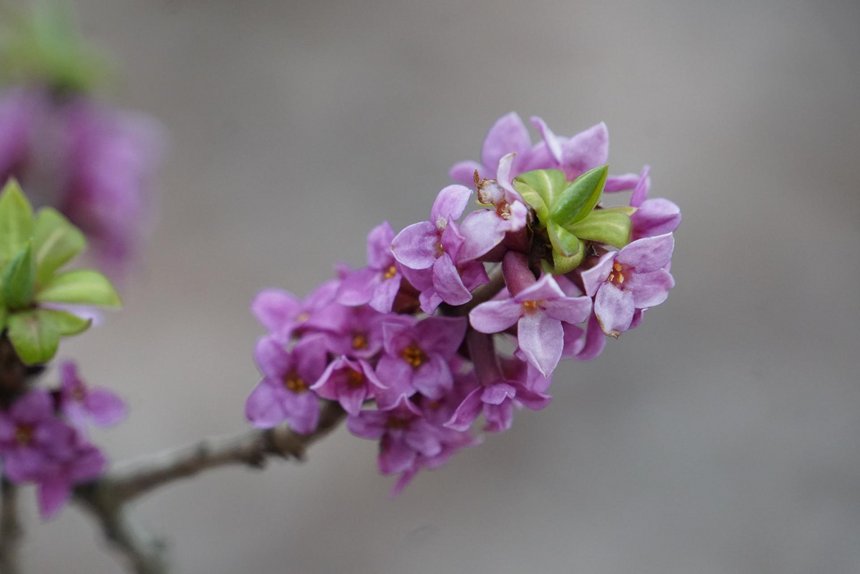 Wawrzynek wilcze łyko (Daphne mezereum) fot. K.Kolasińska