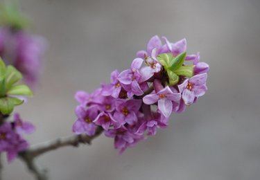 Wawrzynek wilcze łyko (Daphne mezereum) fot. K.Kolasińska