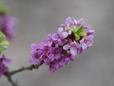 Wawrzynek wilcze łyko (Daphne mezereum) fot. K.Kolasińska