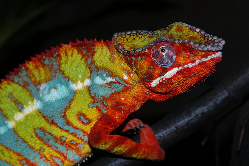 Kameleon lamparci Włodzimierz Stanisławski