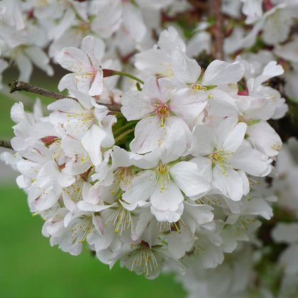 Wiśnia ozdobna (Prunus sp.), K. Biadasiewicz