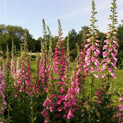 Naparstnica purpurowa (Digitalis purpurea L.), K.Biadasiewicz