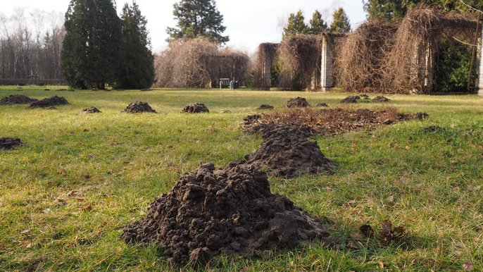 - Ogród bez tajemnic - Przyrodnicze spacery po Ogrodzie Botanicznym „Gdzie raki zimują”