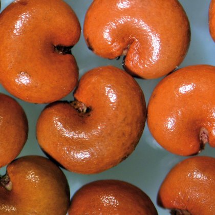 Cytryniec chiński (Schisandra chinensis (Turcz.) Baill.), M. Jakubowski