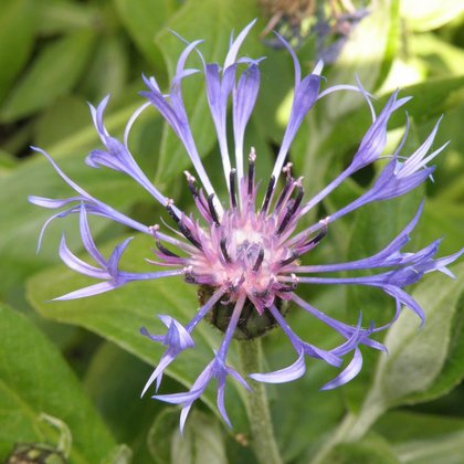 Chaber górski (Centaurea montana L.) , K. Biadasiewicz