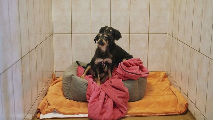Dwa ciemne kundelki kulą się na szarym posłaniu otoczone pomarańczowym i czerwonym kocykiem. Dwa ciemne kundelki kulą się na szarym posłaniu otoczone pomarańczowym i czerwonym kocykiem.