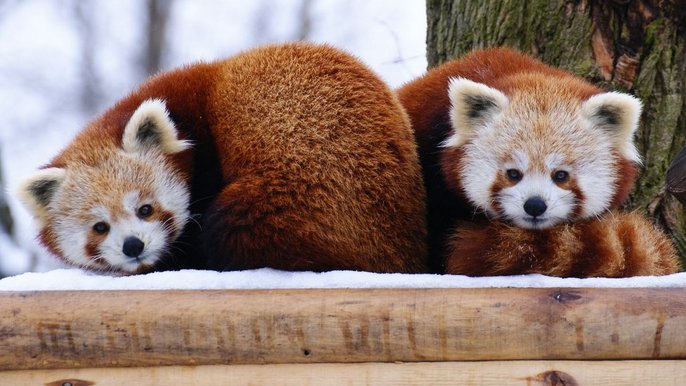 - fot. ZOO