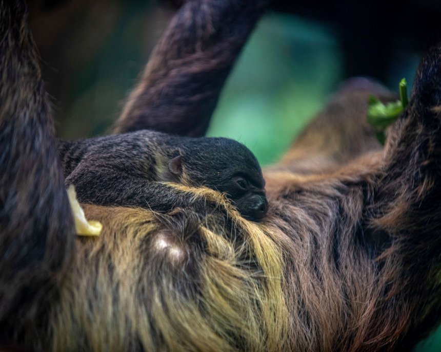 fot. Zoo w Łodzi
