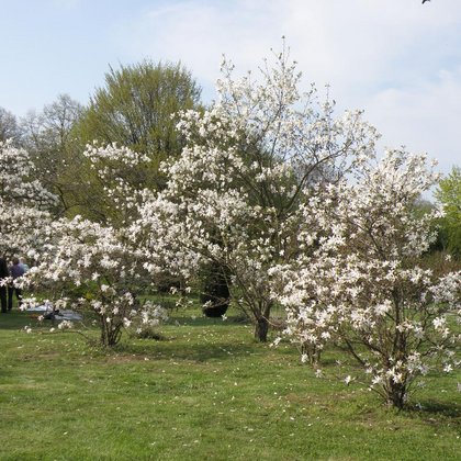 Magnolie (Magnolia) w Ogrodzie Japońskim, K. Biadasiewicz