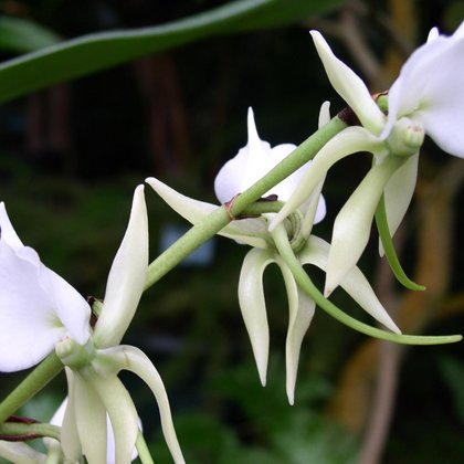 Angraecum eburneum, Marcin Garbaczewski