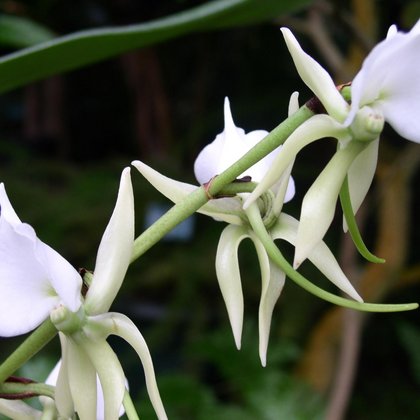 Angraecum eburneum , Marcin Garbaczewski