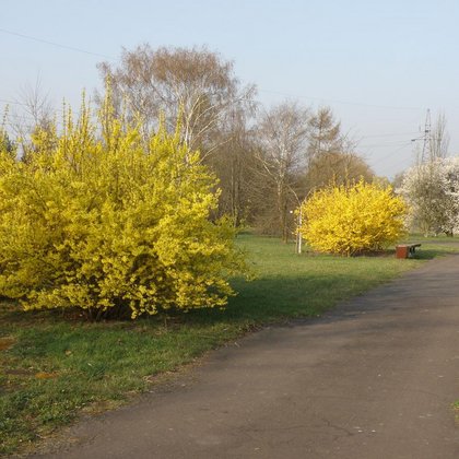 Kolekcja odmian forsycji (Forsythia) , K. Biadasiewicz