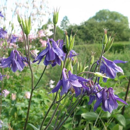 Orlik pospolity (Aquilegia vulgaris L.) , K.Biadasiewicz