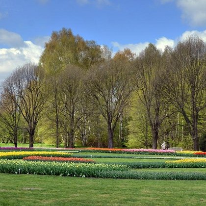 Tulipany, dział Zieleni Parkowej , M.Jakubowski