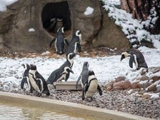Zoo w Łodzi - pingwiny przylądkowe fot. ŁÓDŹ.PL