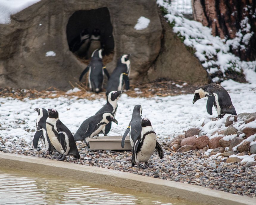 Zoo w Łodzi - pingwiny przylądkowe fot. ŁÓDŹ.PL