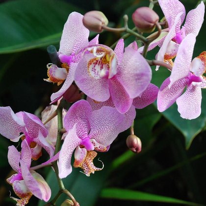 Falenopsis, ćmówka Phalaenopsis, Marcin Garbaczewski